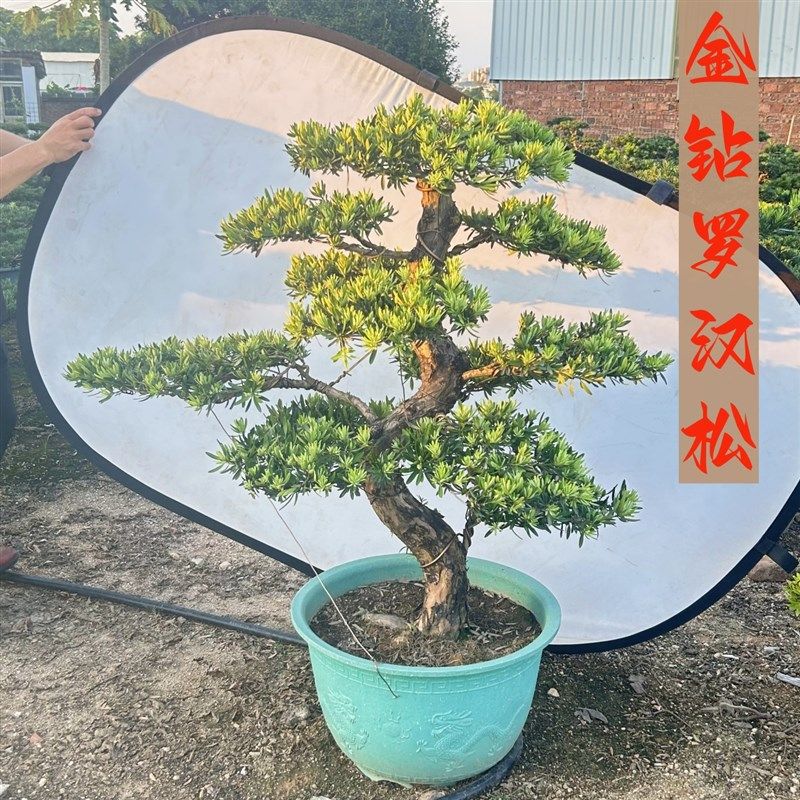 金钻罗汉松盆景老桩雀舌真造型树室内外花园庭院别墅玄关绿植大树