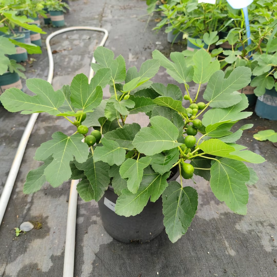 带叶无花果波姬红树苗可盆栽地栽不带果适用于南北阳台庭院