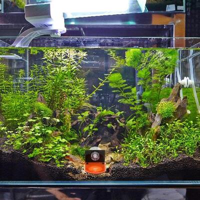 4+Pcs+Coral+Racks+Fluorescent+Holders+Breeding+Acrylic+Fish