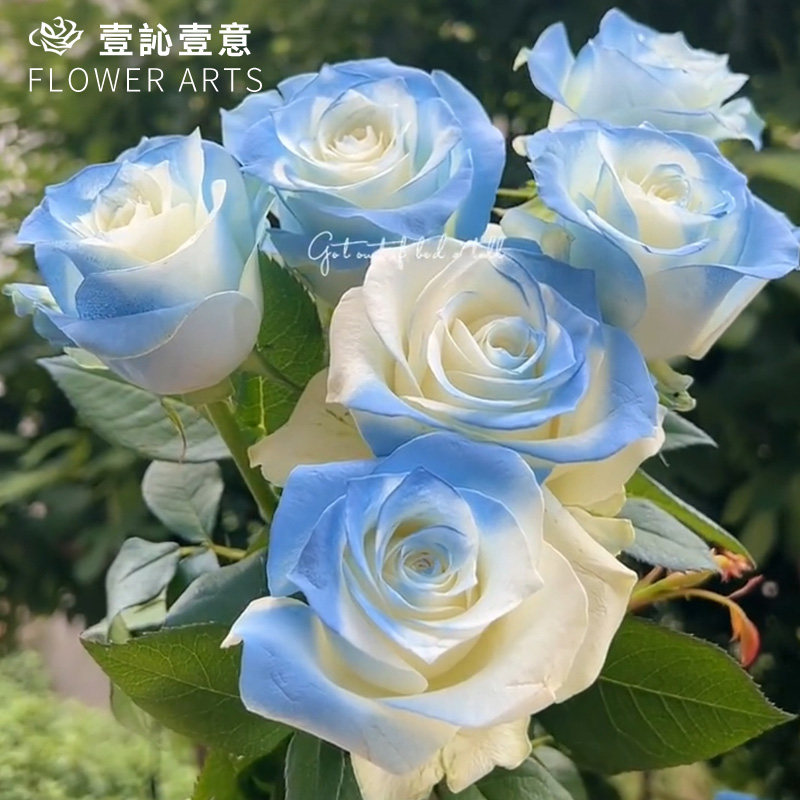 密西根碎冰蓝玫瑰喷剂 花艺喷色花色漆染色剂 干花喷漆鲜花喷色剂