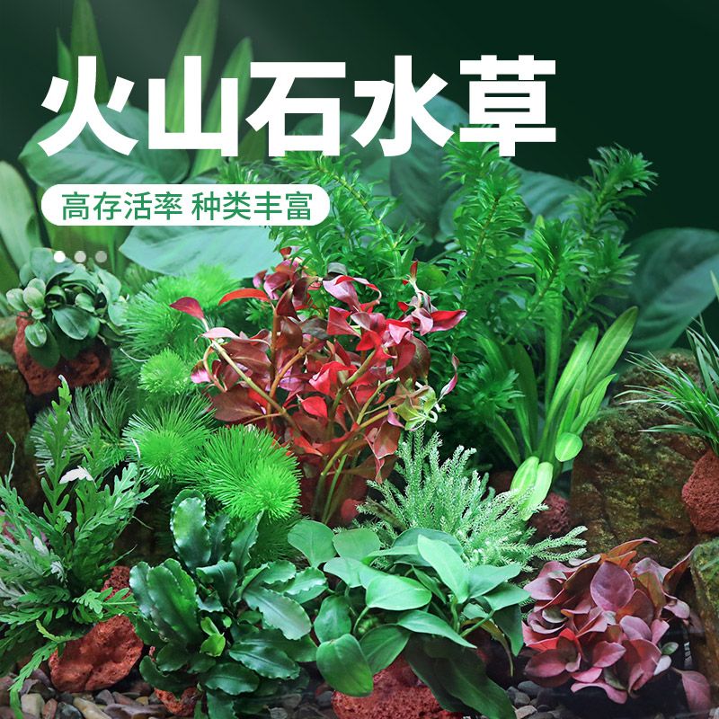 生态鱼缸材料包异景园鱼缸活体水草植物真草水培绿菊装饰阴性火山