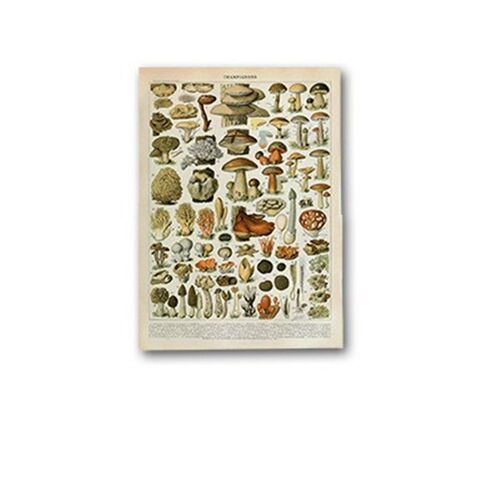 Palaeobios Plant Retro Poster Flower Animal Insect Butterfly