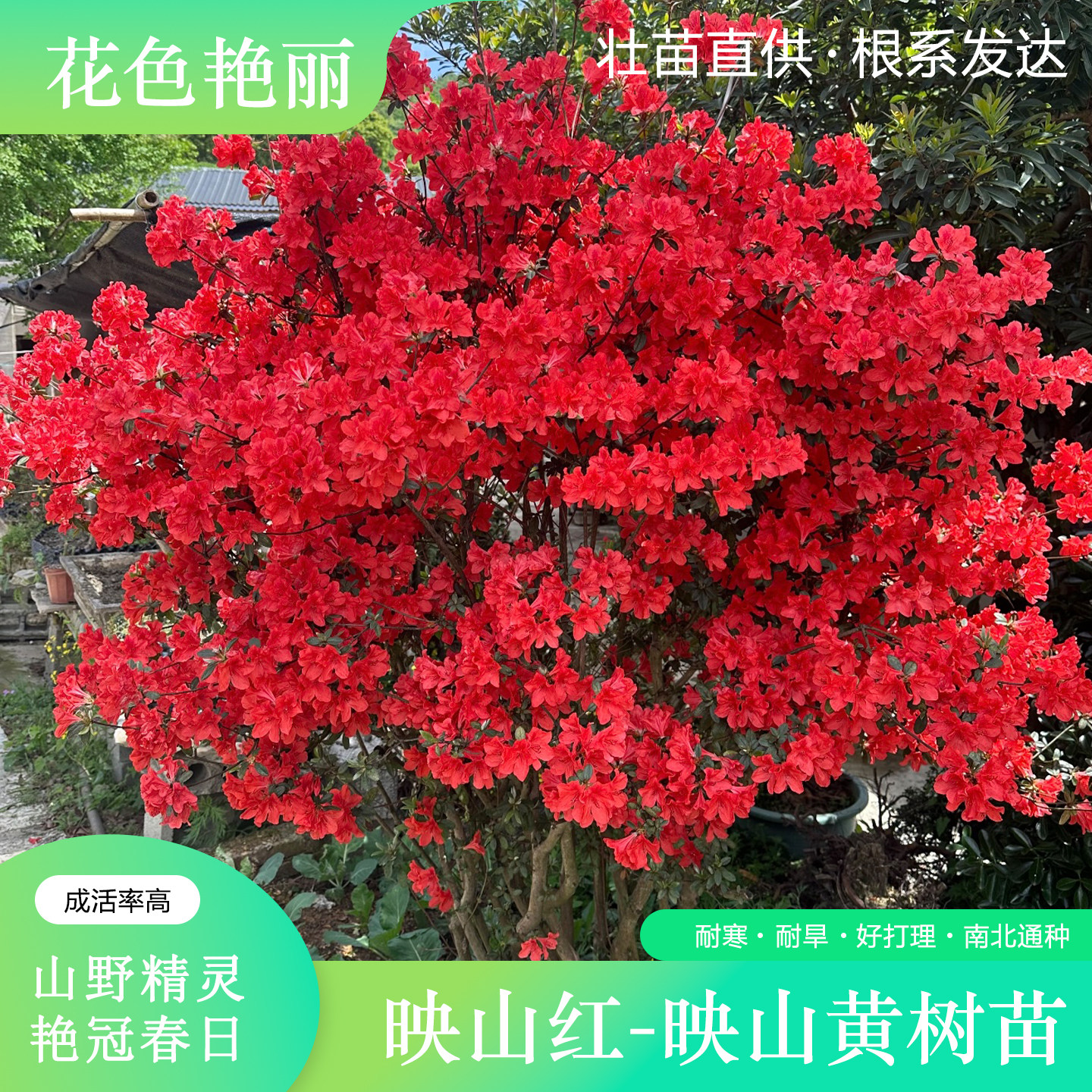 映山红树苗映山黄花毛杜鹃花苗南北方庭院种植耐寒映山红老桩盆景