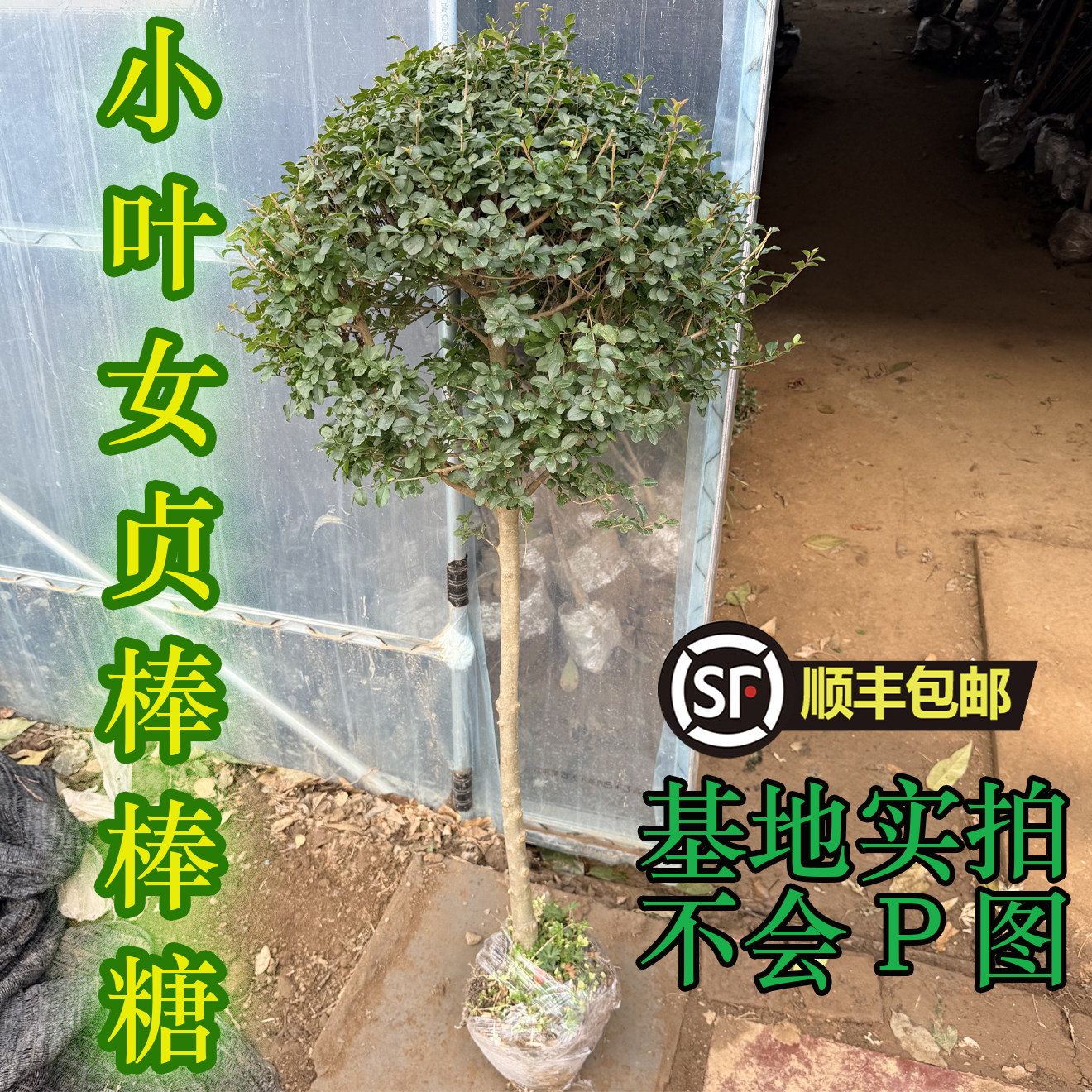 小叶女贞【花镜の恋】