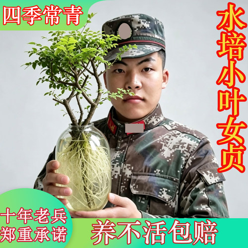 水培小叶女贞【养不活包赔】