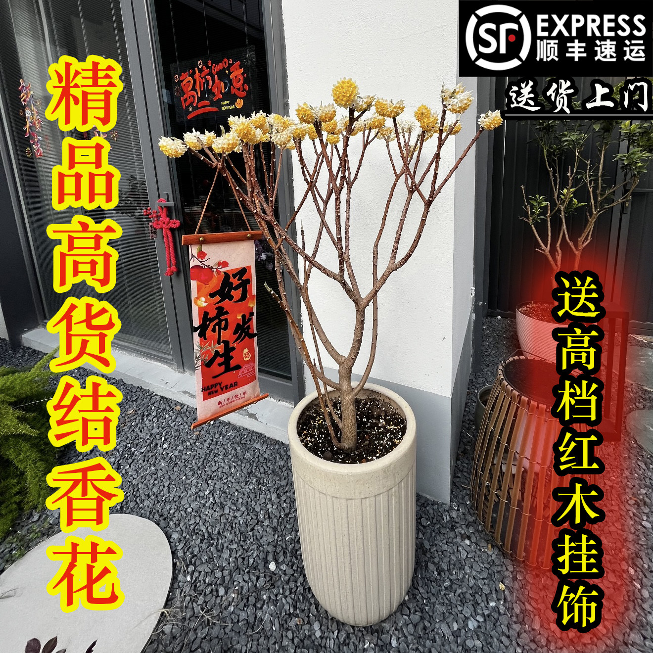 结香花树苗浓香【送红木挂饰】