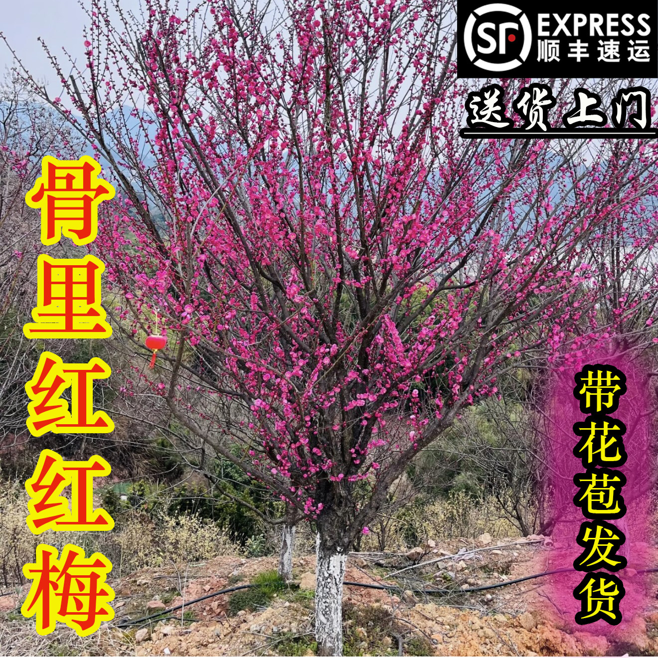 骨里红【红梅】浓香耐寒带花苞