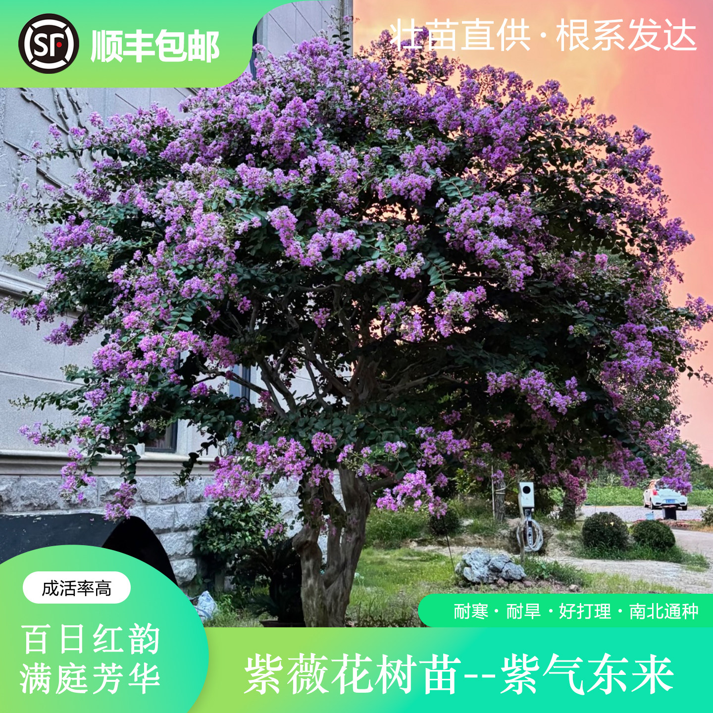 紫薇花树苗鲜活发货紫气东来