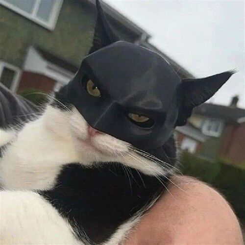 New Black Bat Cat Avenger Mask Cute Bat Mask Cool Superhero