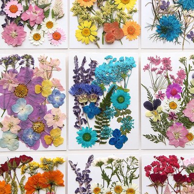 Dried Flower Set 16-19PCS Pack Pressed Real Natural Flowers