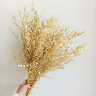 天然秋色小燕麦筱麦穗束真花背景橱窗道具文艺干草装饰干枝花束