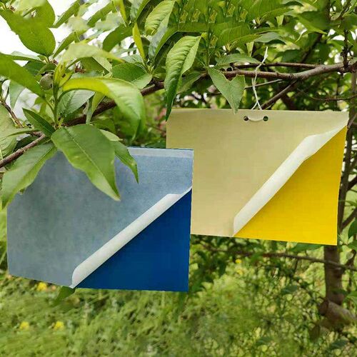 Yellow double-sided sticky insect trap, blue sticky paper, y