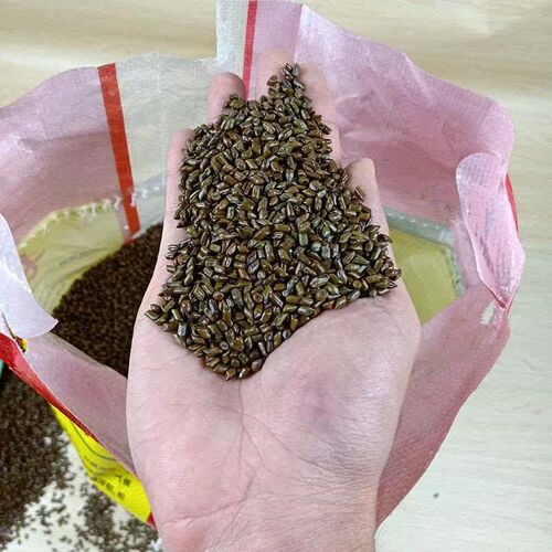 Cassia seed toy sand large quantities of new goods 100kg pil