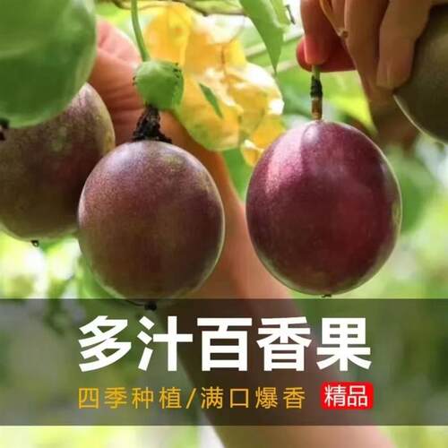 Passion fruit seeds, egg fruit, sweet fragrance, purple pas