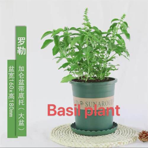 basil plants herbs mint rosemary thyme, spices Edible plant