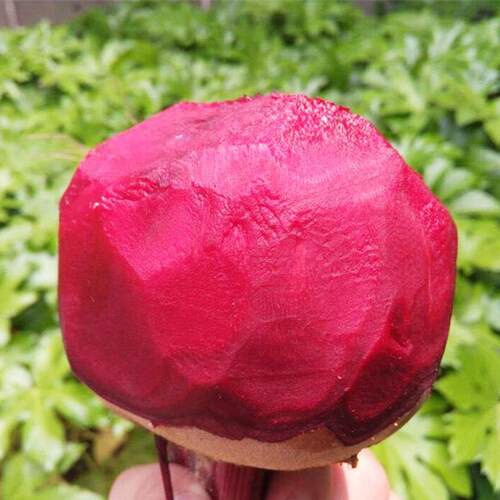 Red sugar beet seeds, seeds, sugar beet heads, year-round s