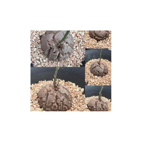Caudex Dioscorea elephantipes succulent, 56 cm tuber