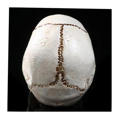 Human Head Replica Resin Divided 3D Skull Mould for Hallowe1