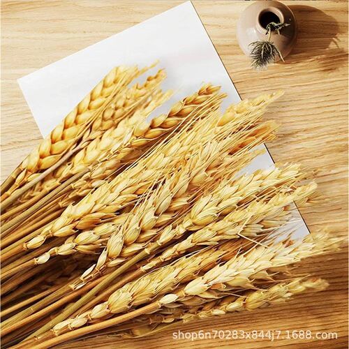 Wheat Ear Dried Flower Manufacturer Yunnan Maisui Opens Barl