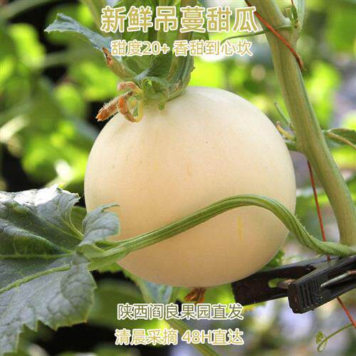 吊蔓甜瓜香瓜新鲜水果陕西阎良时令白皮蜜瓜26年头茬小籽大果超甜