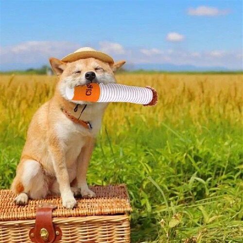 Cigarettes Dog Toy Dog Teething Toys Interactive Squeaky