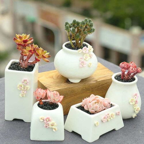 Fleshy Flower Pot Ceramic Combination Set Small Fresh Fleshy
