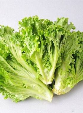 200 Lettuce Seeds good taste easy to grow great salad choice