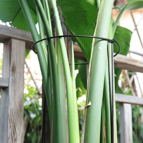 6pcs Tall Plant Support Stakes Metal Half Round Garden Plant