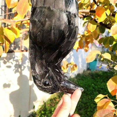 Realistic Hanging Dead Crow 1 Pack Large Halloween Black