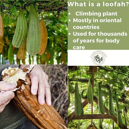 Natural Loofah Sponges Organic Luffa Bath Shower Sponge Exfo