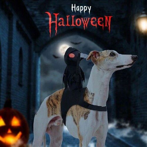 Cats Standing Dress Pet Make Up Costume Puppy Halloweens