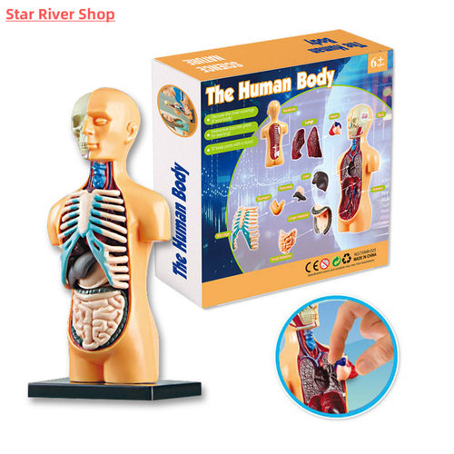 Kid Montessori 3D Puzzle Human Body Anatomy Model Educationa