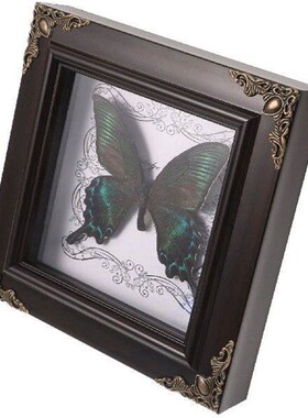 Butterfly Taxidermy Specimen Photo Frame Vintage Decor DIY