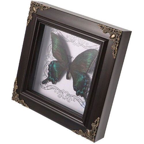 Butterfly Taxidermy Specimen Photo Frame Vintage Decor DIY
