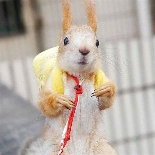 SWEETHOME Pet Cute Bag Ergonomic Design Pet Outdoor Bag For