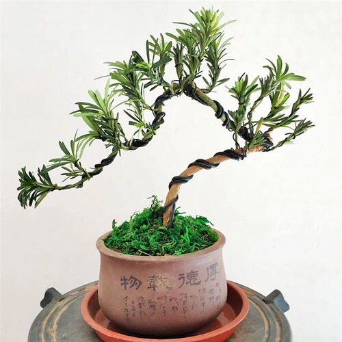 Garden Bonsai Shape Aluminum Wire (1.0mm, 1.5mm, 2.0mm, 3mm,