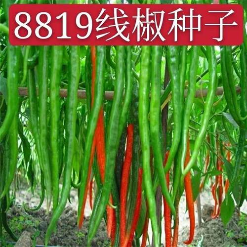 8819 line pepper seeds, fragrant and spicy dried chili, wri