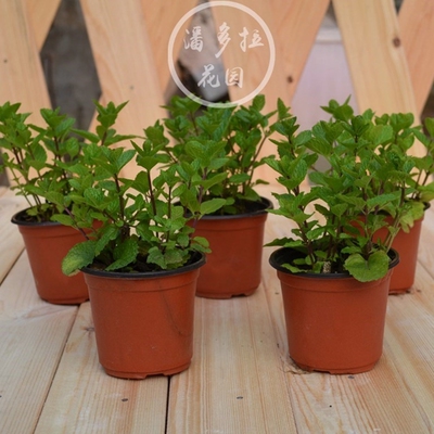 Fresh mint potted mint leaves office green plant herb plants
