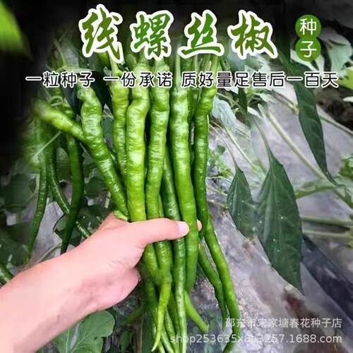 Screw thread pepper seeds, spiral pepper seeds, wrinkled an