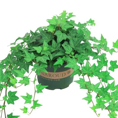 herbs, mint, rosemary, thyme, spices, plant seedlings, basi