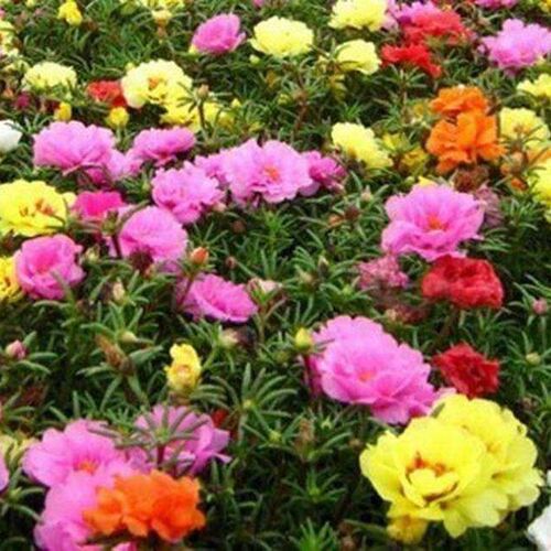 Hot Precious 1 Pack 200 Seeds Sun Plant Flower Seed Portulac