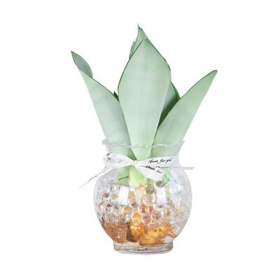 Hydroponic white jade tiger skin small potted plants, hydro