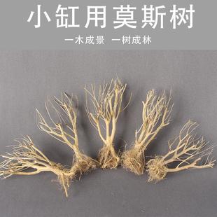 水草生态水族箱鱼缸造景装饰莫斯赤澜树树林景观干枝枯木小树枝