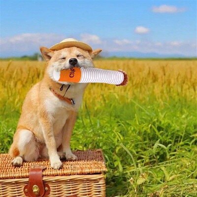 Cigarettes Dog Toy Dog Teething Toys Interactive Squeaky