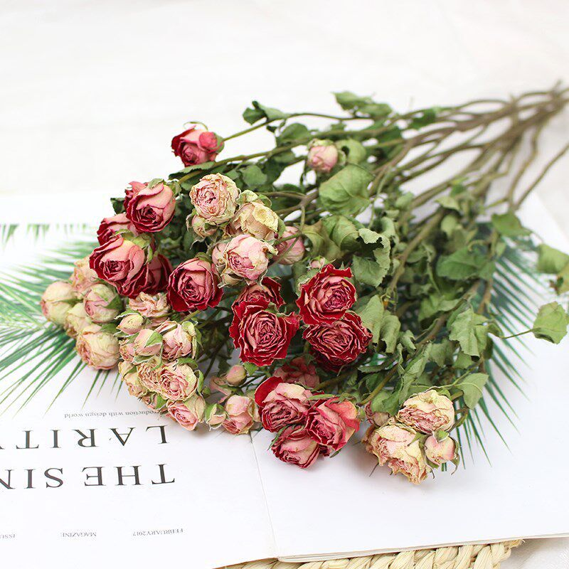Really spend long small rose rose dried flower shops sitting - 实物图
