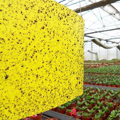 Greenhouse sticky insect board lure insect yellow and blue