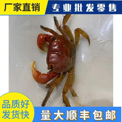 Brazilian turtle Chinese grass line grass phase hand crab ye
