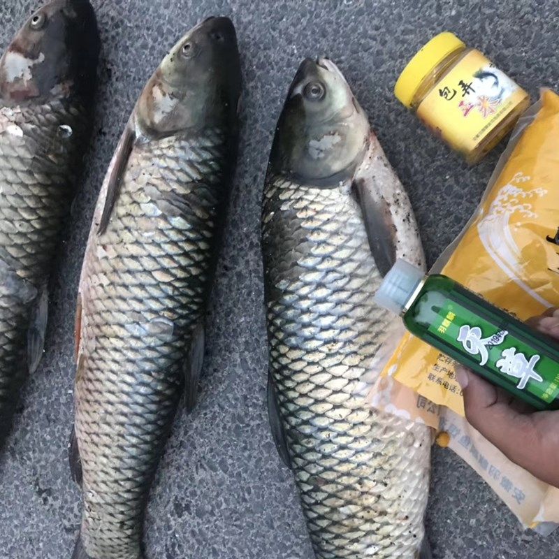 羽麒麟嫩玉米底窝料粒打窝快黑坑湖库青鲤草鳊鱼配包弄玉米药酒,户外/登山/野营/旅行用品,台钓饵,淘宝优惠券,粉丝福利购,淘宝优惠卷