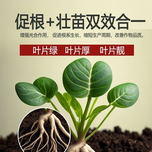 澳仕达农用稀土水溶肥十七种微量元素一喷绿促根壮苗叶绿素叶面肥