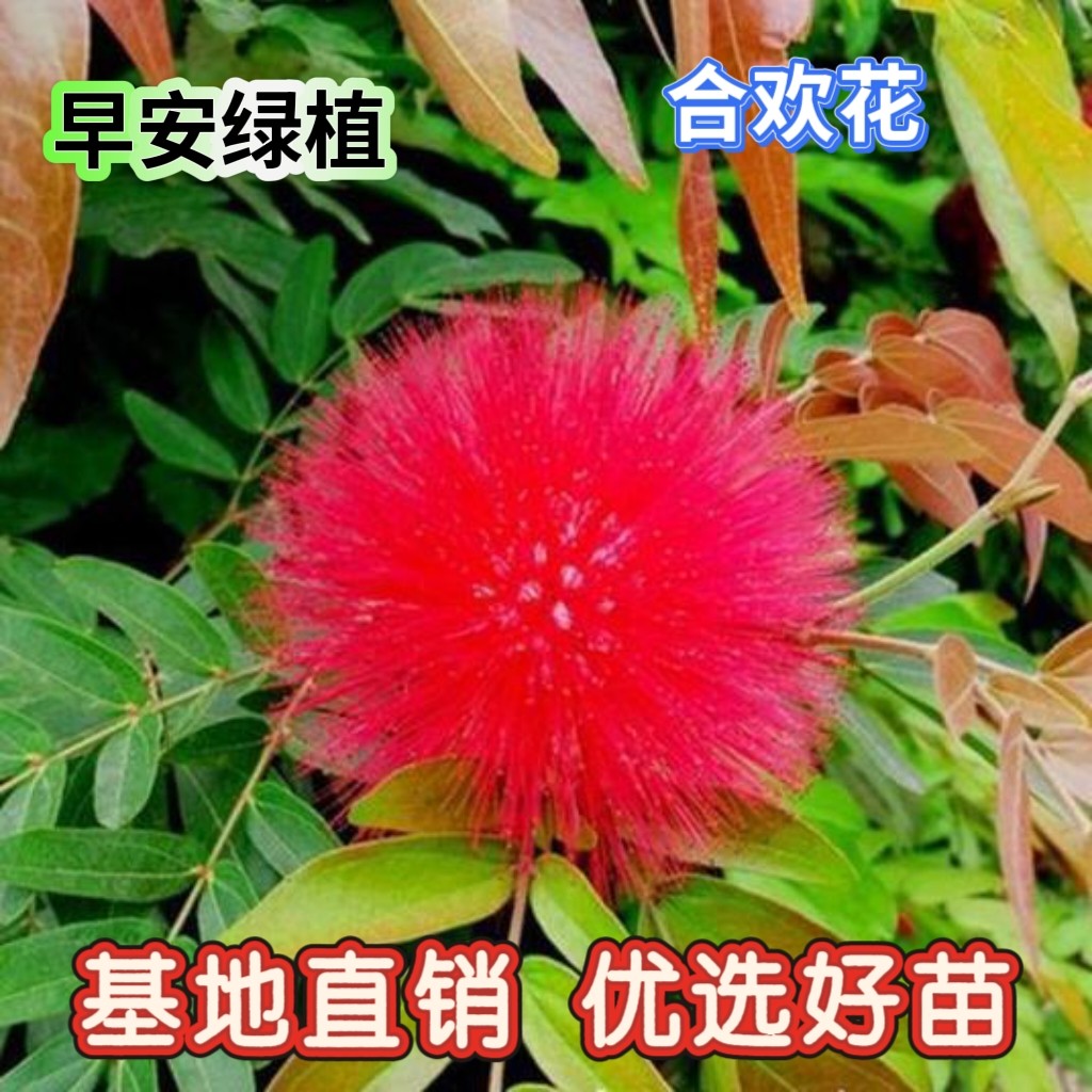 红合欢花苗盆栽花卉朱缨花树苗红绒球阳台庭院绿化四季开花绿植物